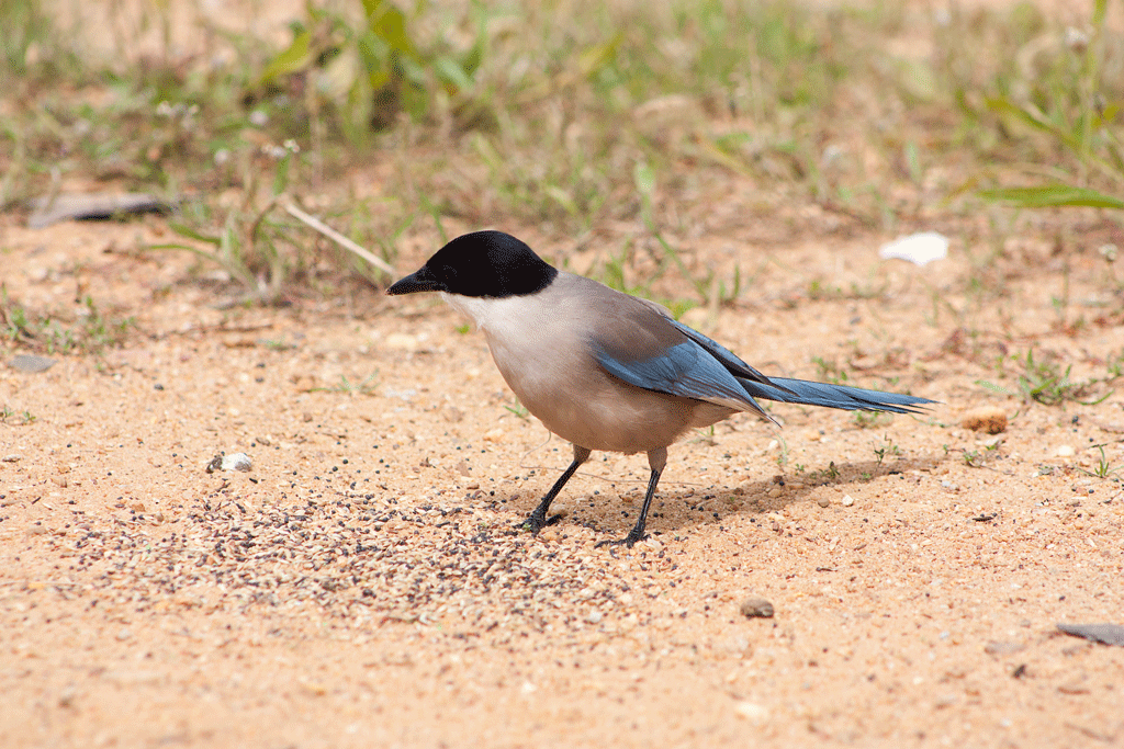 Approaching Portugal Iberian Magpie