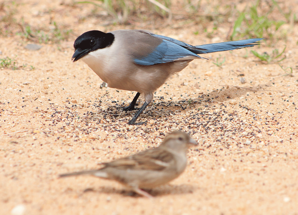 Approaching Portugal Approaching Portugal