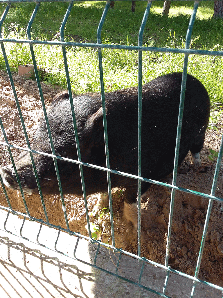 Wild Boar Our Plans Scuppered