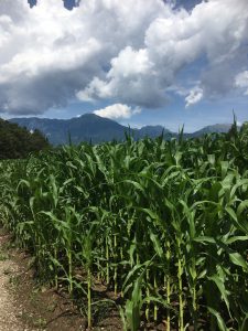Sobec Footpath Corn and Mountains